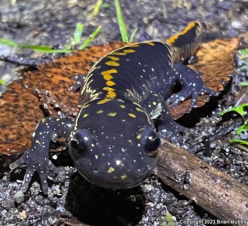 Santa Cruz Long-toed Salamander (Ambystoma macrodactylum croceum)