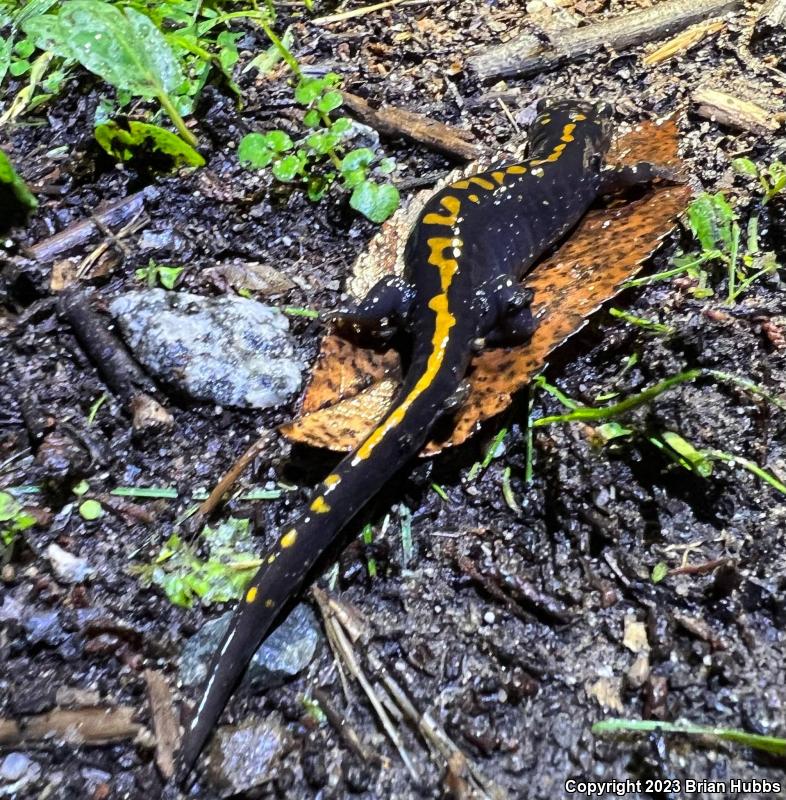 Santa Cruz Long-toed Salamander (Ambystoma macrodactylum croceum)