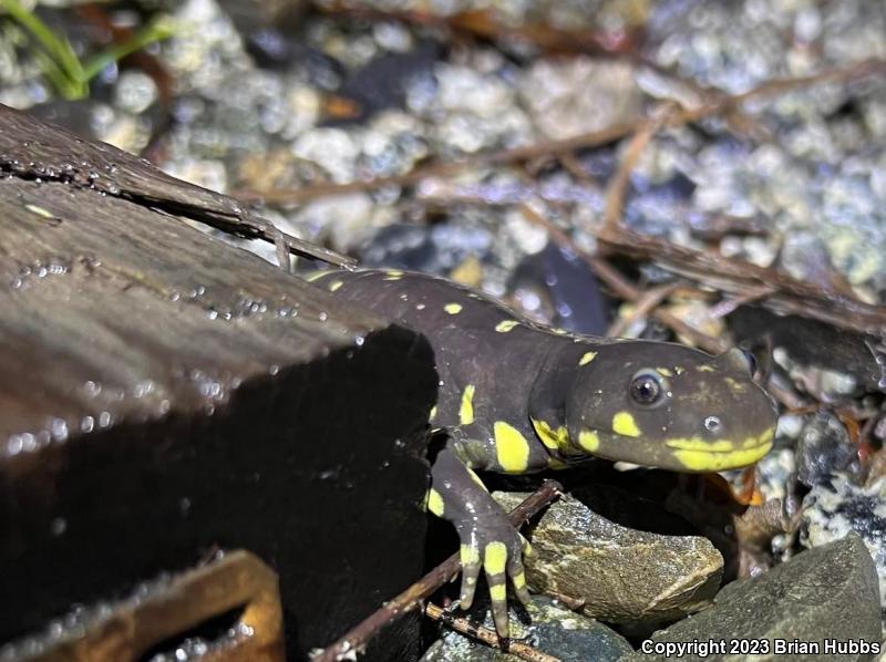 California Tiger Salamander (Ambystoma californiense)