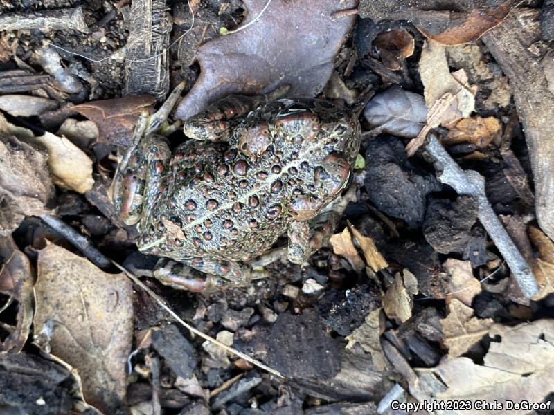 Southern California Toad (Anaxyrus boreas halophilus)