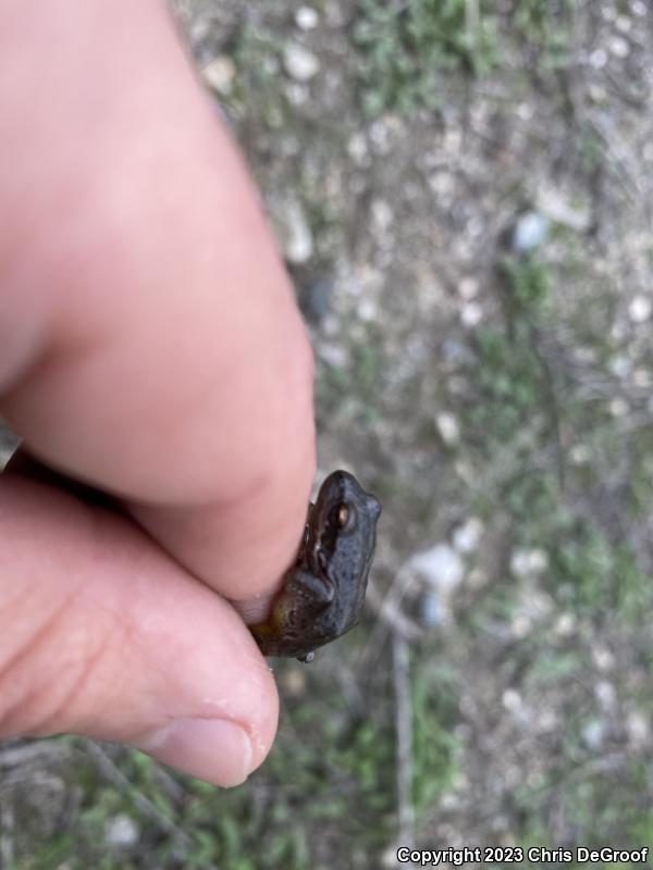 Baja California Treefrog (Pseudacris hypochondriaca)