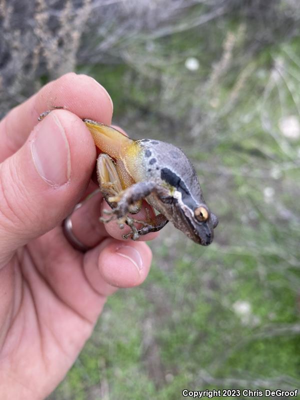 Baja California Treefrog (Pseudacris hypochondriaca)