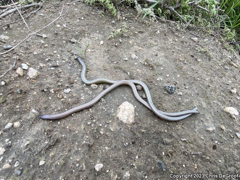 California Legless Lizard (Anniella pulchra)