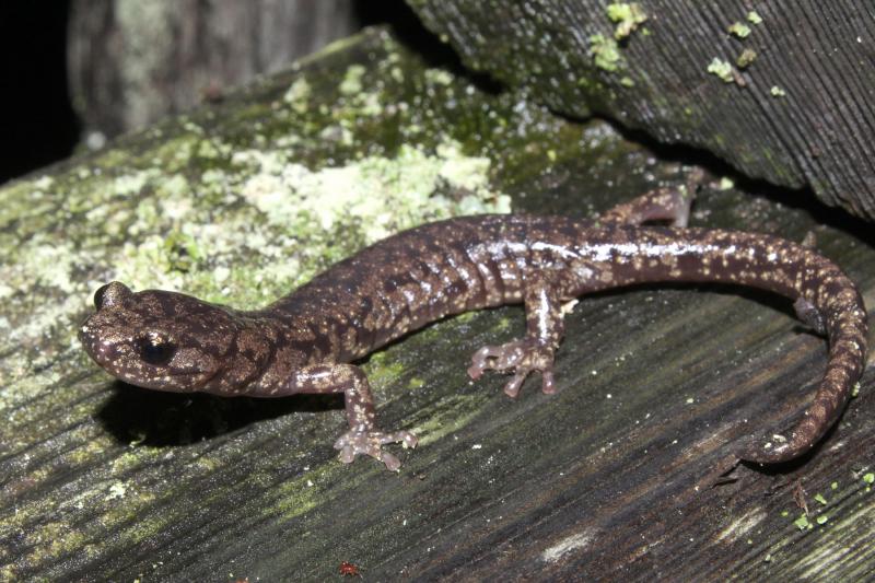 Wandering Salamander (Aneides vagrans)