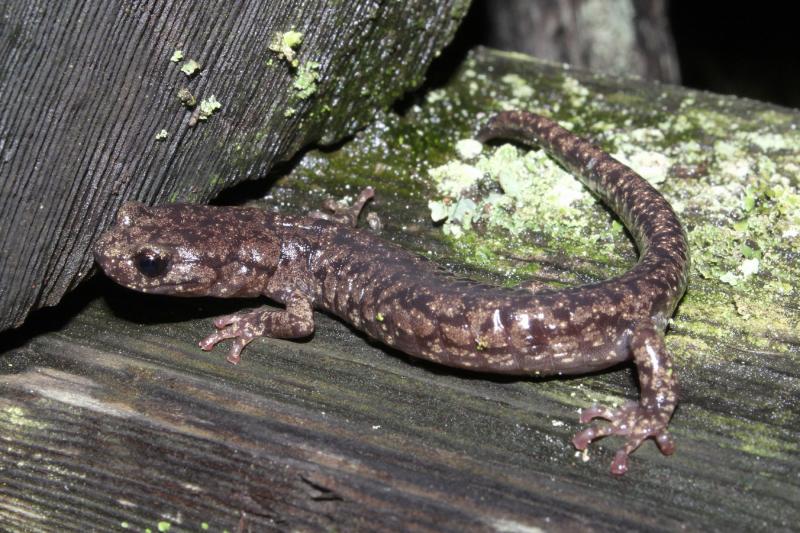 Wandering Salamander (Aneides vagrans)