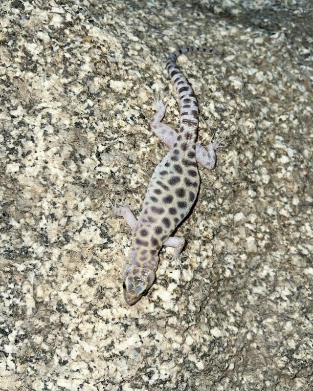 Granite Night Lizard (Xantusia henshawi)