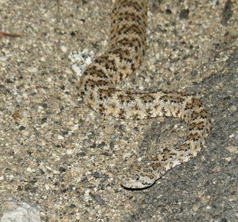 Southwestern Speckled Rattlesnake (Crotalus mitchellii pyrrhus)