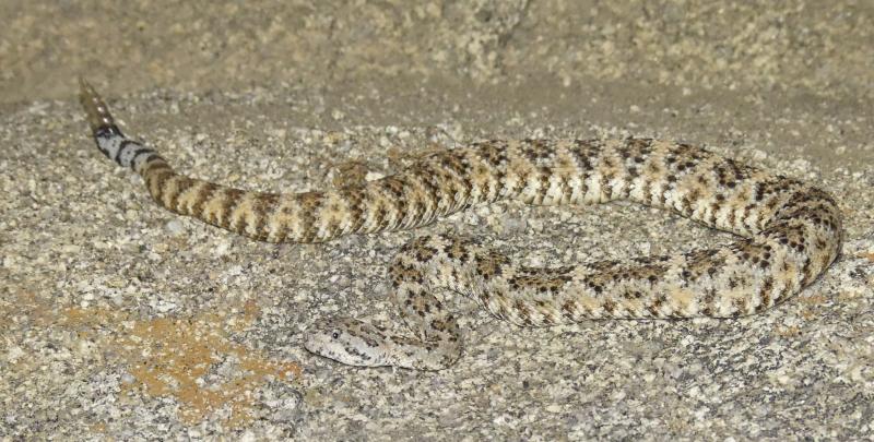 Southwestern Speckled Rattlesnake (Crotalus mitchellii pyrrhus)