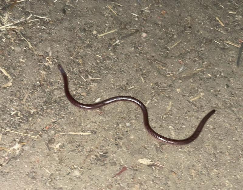 SouthWestern Threadsnake (Leptotyphlops humilis humilis)