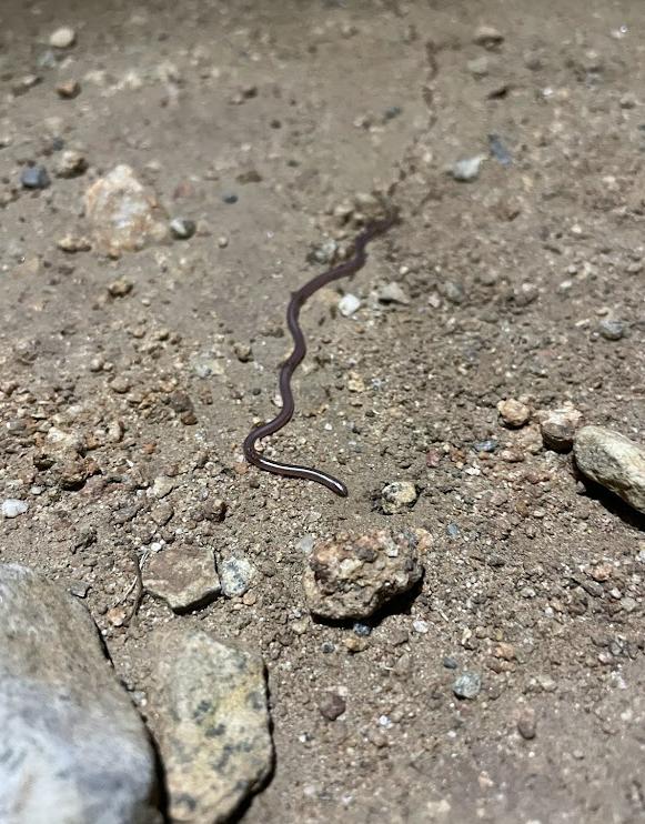 SouthWestern Threadsnake (Leptotyphlops humilis humilis)