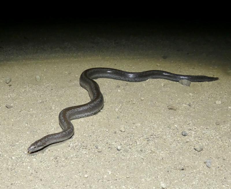 Coastal Rosy Boa (Lichanura trivirgata roseofusca)