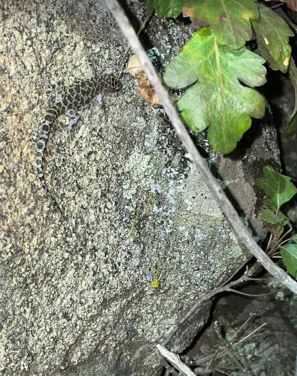 Granite Night Lizard (Xantusia henshawi)