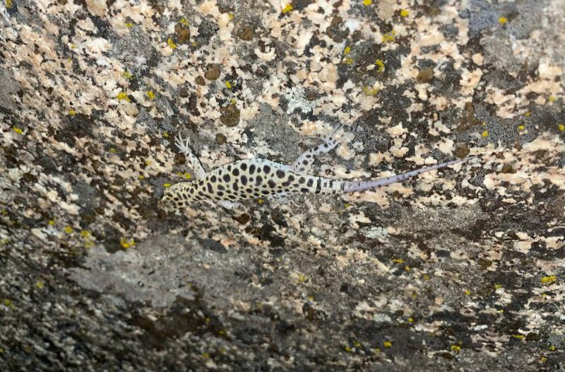 Granite Night Lizard (Xantusia henshawi)