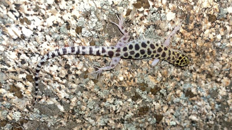 Granite Night Lizard (Xantusia henshawi)