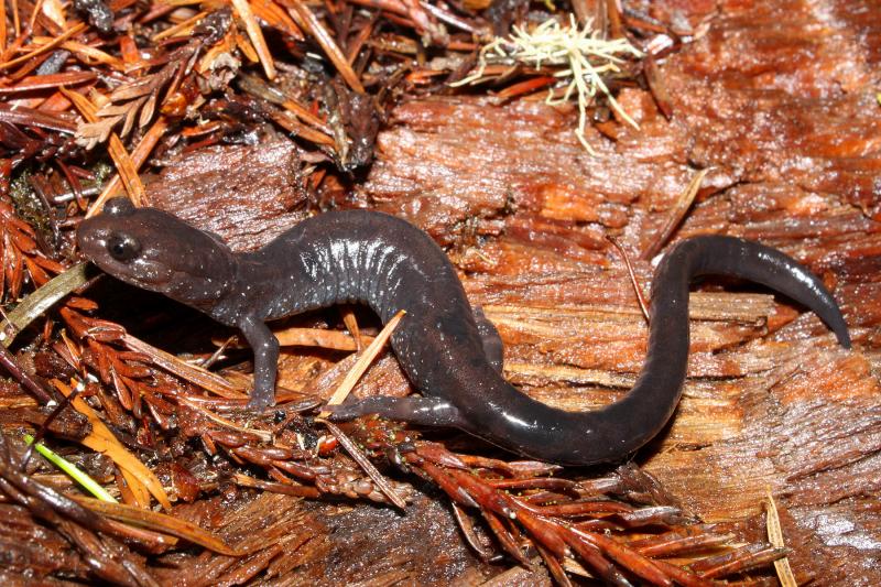 Del Norte Salamander (Plethodon elongatus)