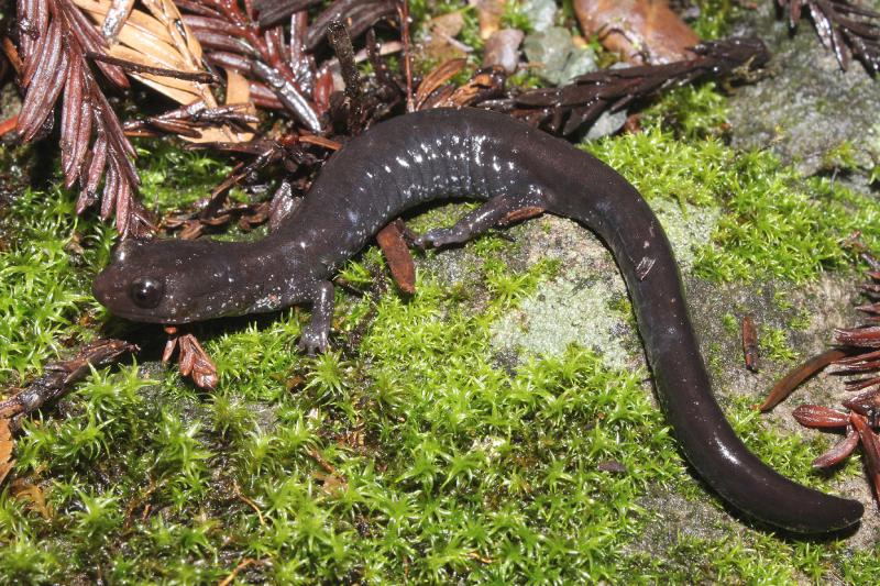 Del Norte Salamander (Plethodon elongatus)