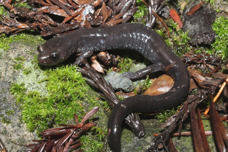 Del Norte Salamander (Plethodon elongatus)