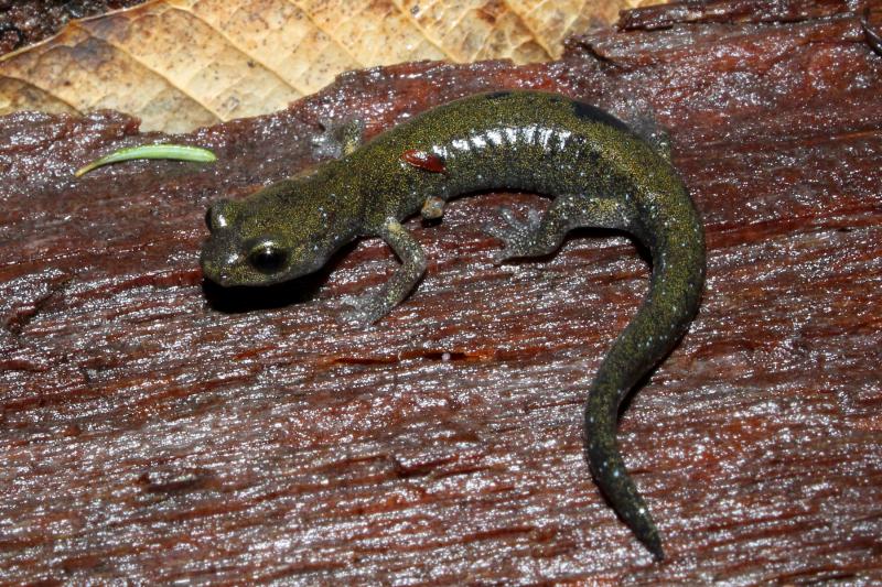 Speckled Black Salamander (Aneides flavipunctatus flavipunctatus)