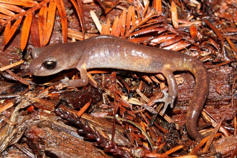 Oregon Ensatina (Ensatina eschscholtzii oregonensis)