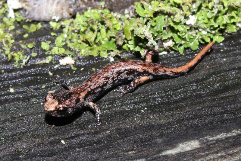 Wandering Salamander (Aneides vagrans)