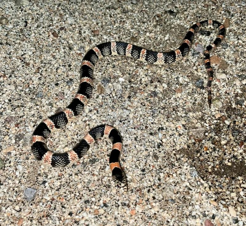 Western Long-nosed Snake (Rhinocheilus lecontei)