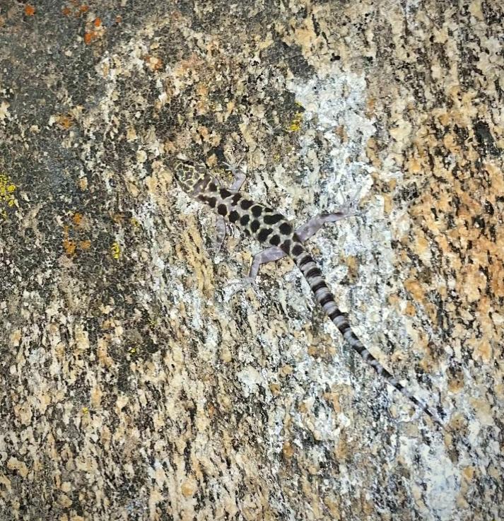 Granite Night Lizard (Xantusia henshawi)