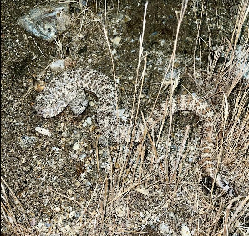 Southwestern Speckled Rattlesnake (Crotalus mitchellii pyrrhus)