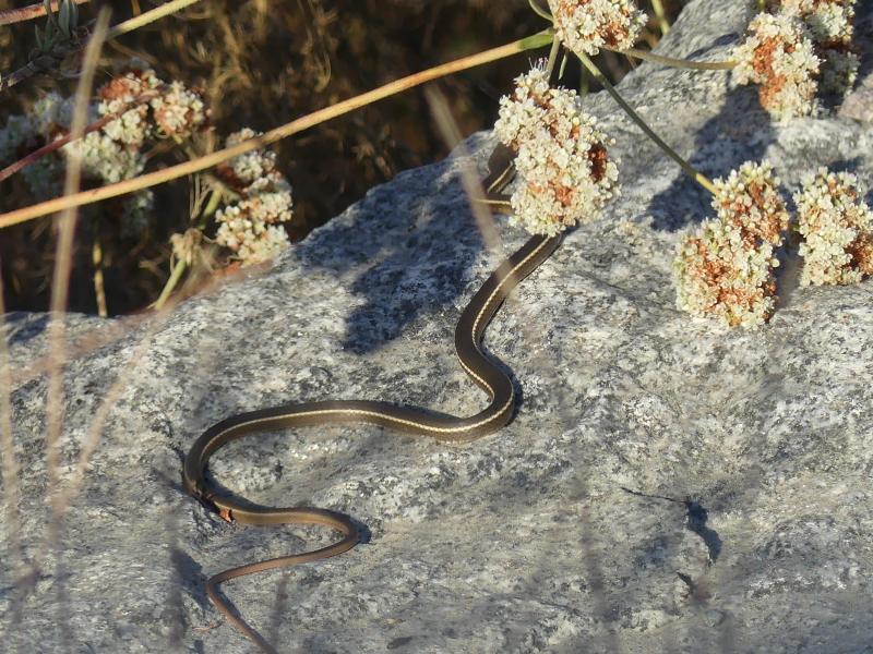 California Striped Racer (Coluber lateralis lateralis)