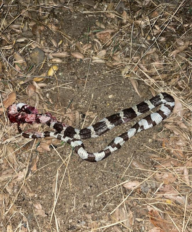 California Kingsnake (Lampropeltis getula californiae)