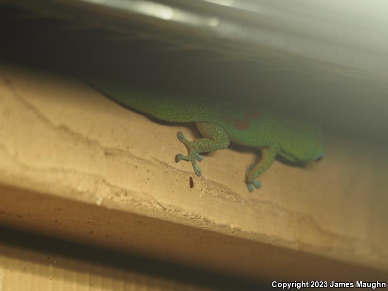 Gold Dust Day Gecko (Phelsuma laticauda)