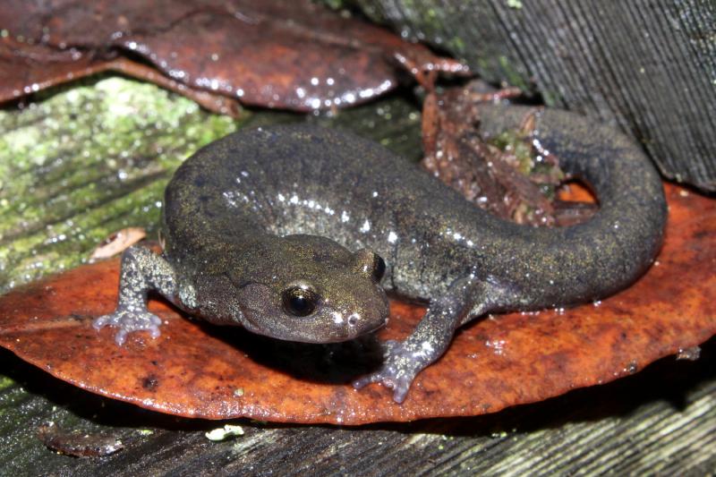 Speckled Black Salamander (Aneides flavipunctatus flavipunctatus)