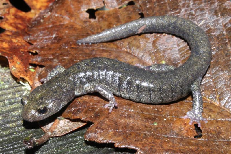 Speckled Black Salamander (Aneides flavipunctatus flavipunctatus)