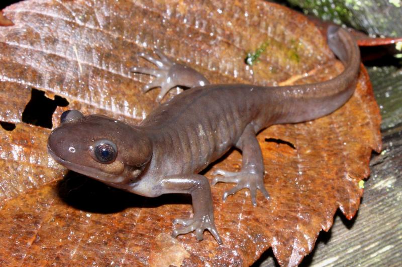 Northwestern Salamander (Ambystoma gracile)