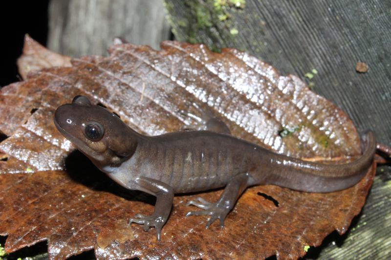 Northwestern Salamander (Ambystoma gracile)