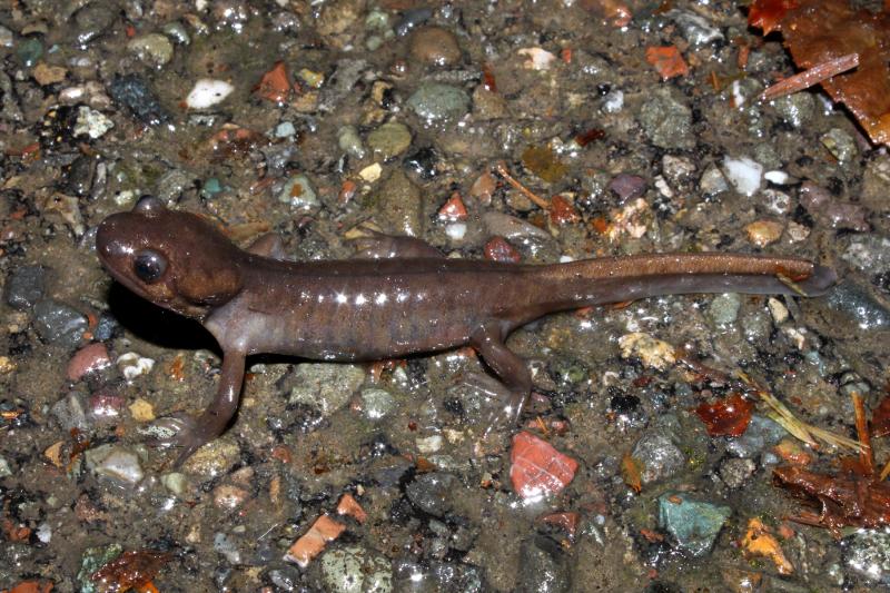 Northwestern Salamander (Ambystoma gracile)