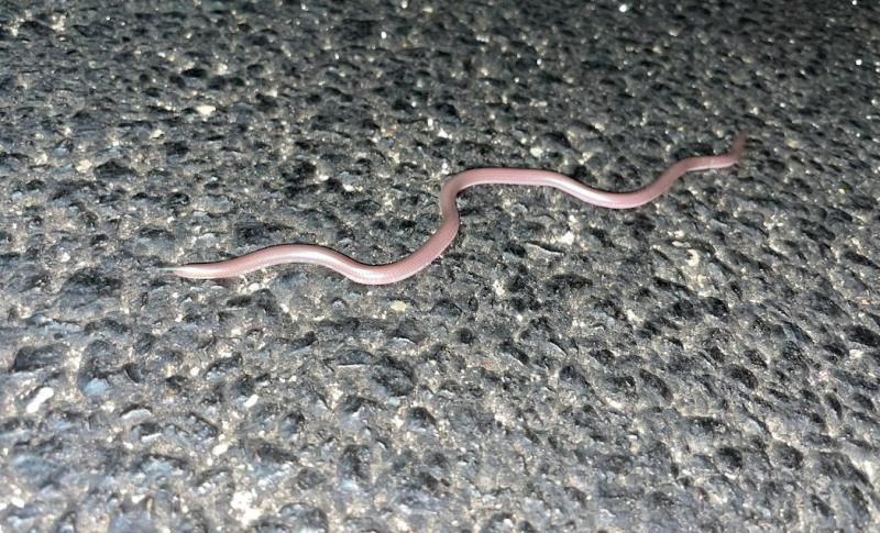 SouthWestern Threadsnake (Leptotyphlops humilis humilis)