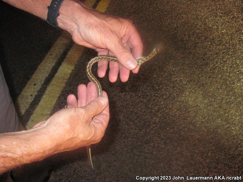 Checkered Gartersnake (Thamnophis marcianus)