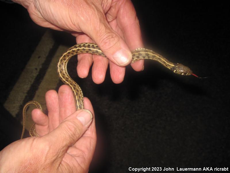 Checkered Gartersnake (Thamnophis marcianus)