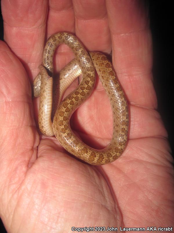 Sonoran Nightsnake (Hypsiglena chlorophaea chlorophaea)