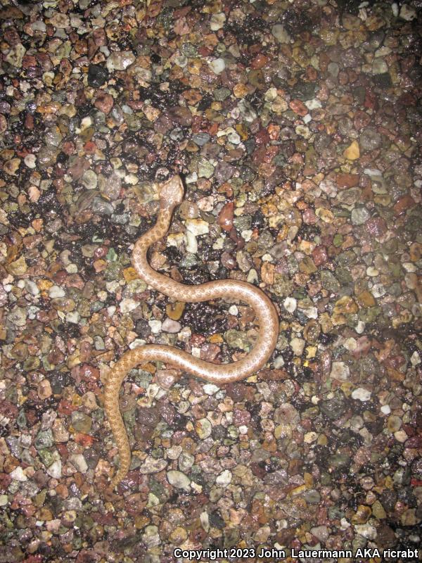 Sonoran Nightsnake (Hypsiglena chlorophaea chlorophaea)