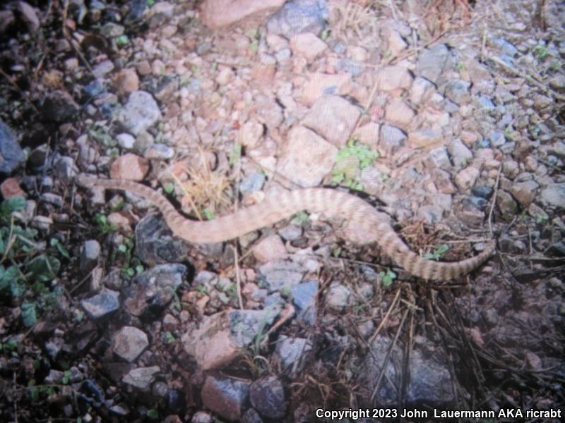 Tiger Rattlesnake (Crotalus tigris)