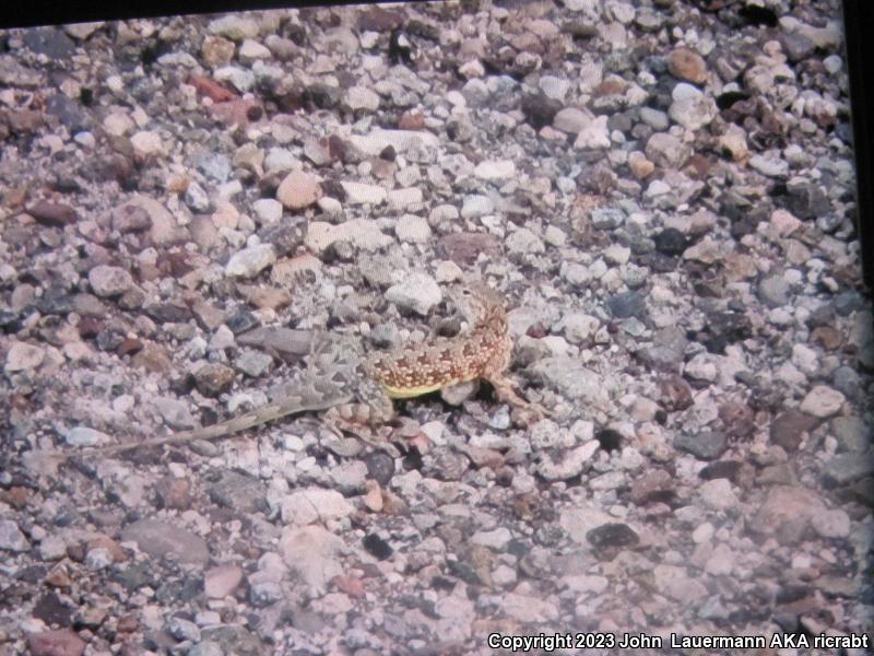 Sonoran Earless Lizard (Holbrookia elegans thermophila)