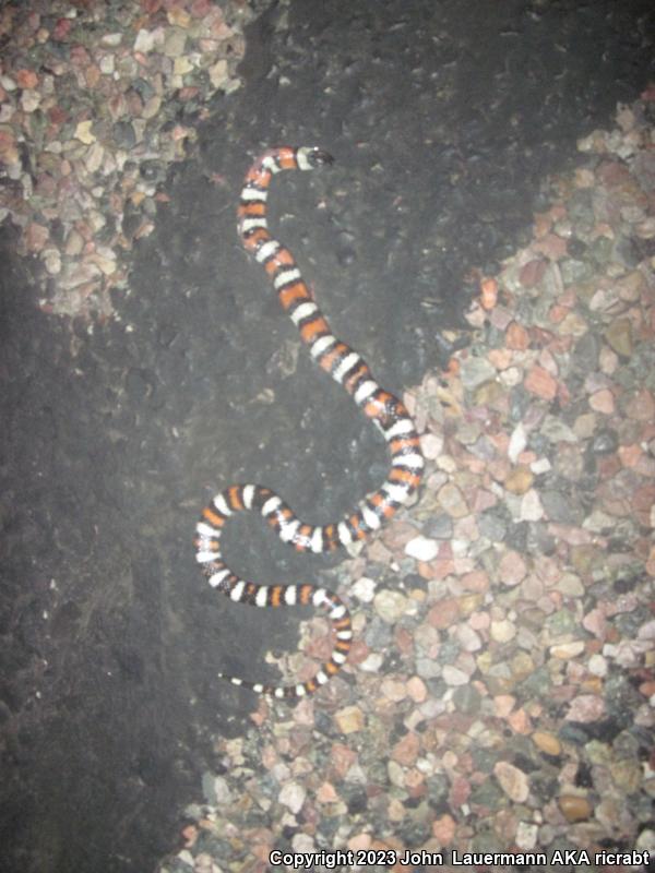 New Mexico Milksnake (Lampropeltis triangulum celaenops)