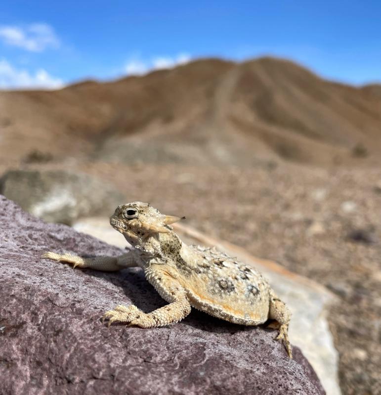 Southern Desert Horned Lizard (Phrynosoma platyrhinos calidiarum)