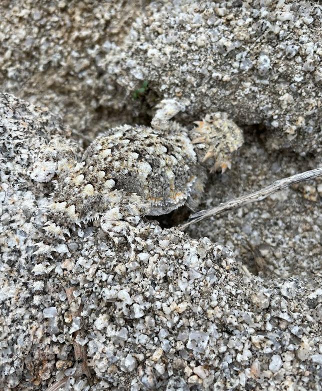 Southern Desert Horned Lizard (Phrynosoma platyrhinos calidiarum)