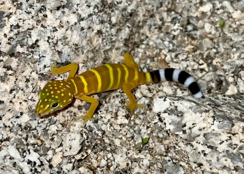 Penninsular Banded Gecko (Coleonyx switaki)