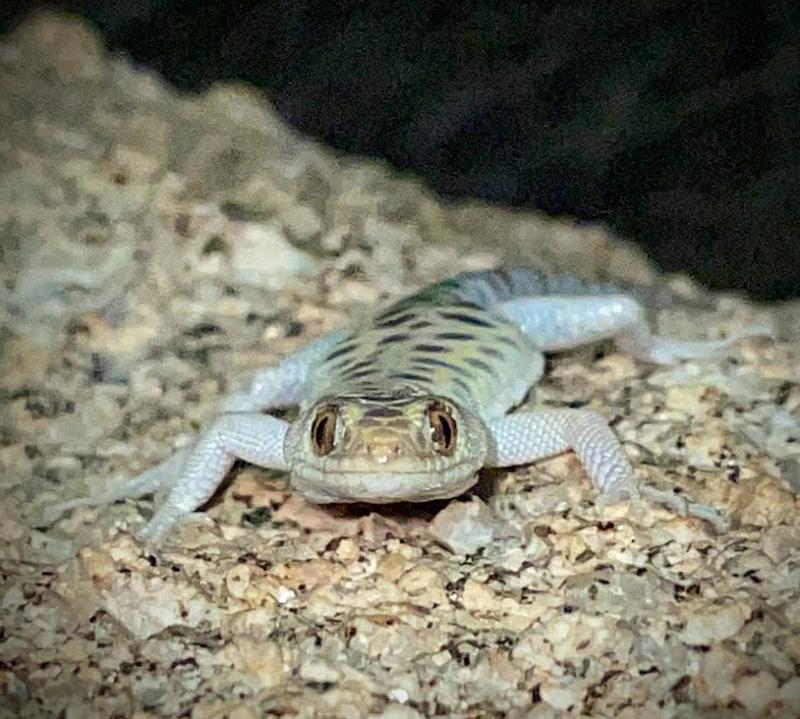 Granite Night Lizard (Xantusia henshawi)