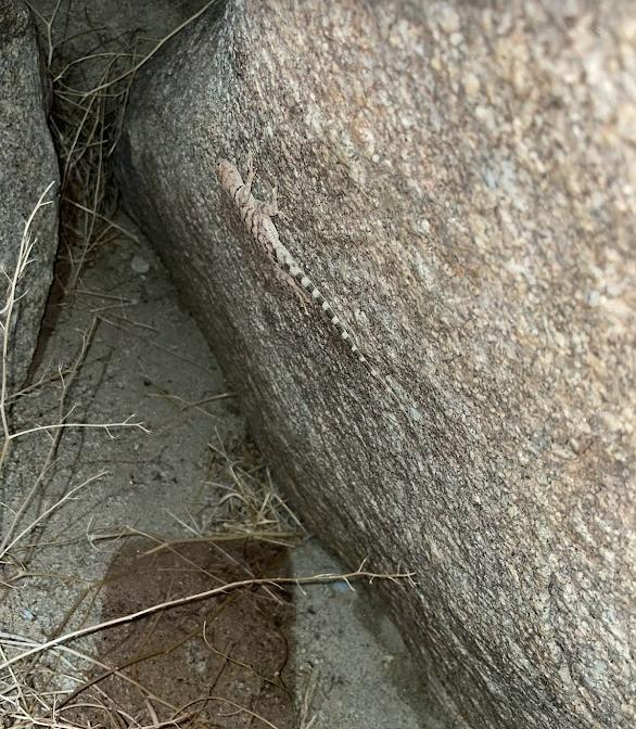 Banded Rock Lizard (Petrosaurus mearnsi)