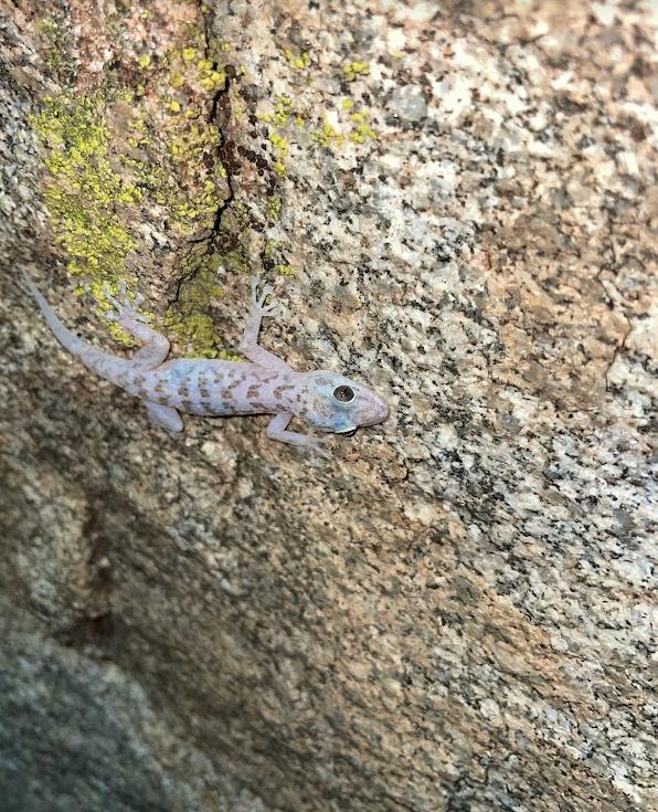 Peninsula Leaf-toed Gecko (Phyllodactylus nocticolus nocticolus)