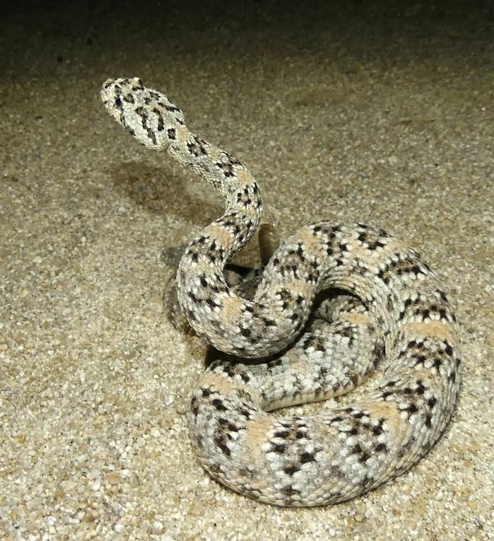 Southwestern Speckled Rattlesnake (Crotalus mitchellii pyrrhus)